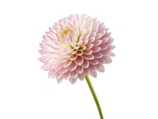 gomphrena flower png globe amaranth bloom png vibrant pink flower png ornamental garden flower png round-shaped flower png colorful floral plant png transparent background image
