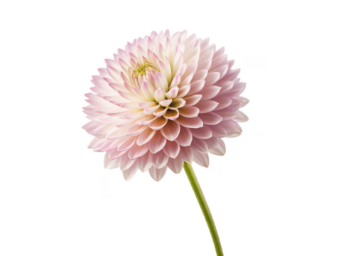 gomphrena flower png globe amaranth bloom png vibrant pink flower png ornamental garden flower png round-shaped flower png colorful floral plant png transparent background image