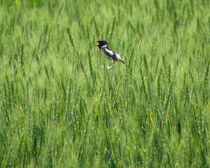 麦畑に佇むノビタキのオス / Male Stonechat in a Wheat Field