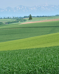 初夏の美瑛町の丘、緑のグラデーションと一本の木 / A Lone Tree and Green Gradients on Biei Hills in Early Summer