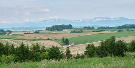 美瑛町パノラマロードから望む初夏の風景 / Early Summer Landscape from Biei Panorama Road