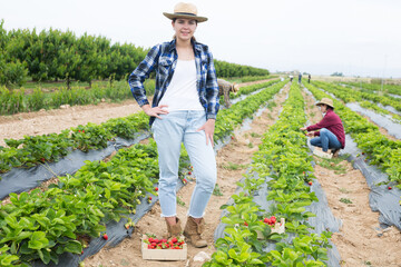 Positive young woman farm worker posing on field with gathered strawberry