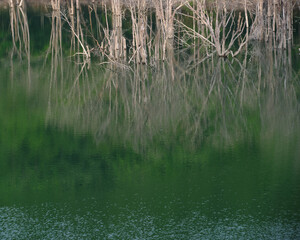 初夏の桂沢湖に映る木々の影 / Tree Reflections on Katsurazawa Lake in Early Summer