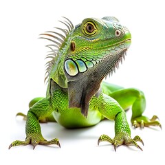 Close up of a vibrant green iguana isolated on white background