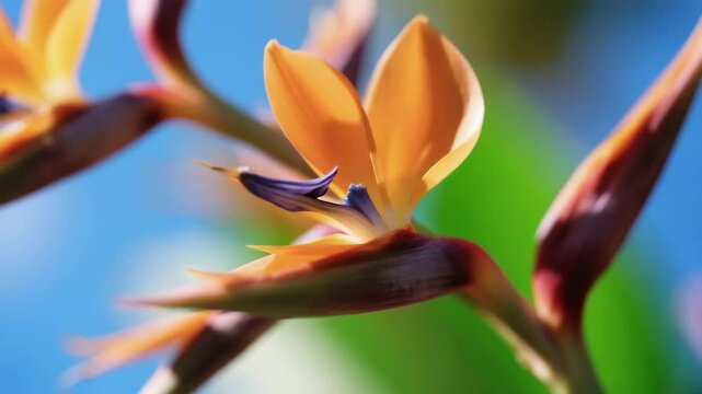 A close-up cinematic shot of a blooming Bird of Paradise flower. The camera gently spins around the center, revealing vivid orange, yellow, and violet petals in soft sunlight. Subtle bokeh and a light