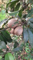 Three sapodilla fruits attached to the tree trunk – a traditional Indonesian fruit