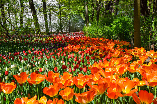 red and yellow tulips