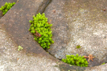 石畳の隙間から生える鮮やかな苔