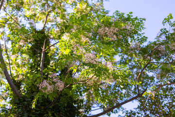 Melia azedarach known as Persian Lilac, Chinaberry and Umbrella tree add color and decorative interest to the Australian street scape in winter.