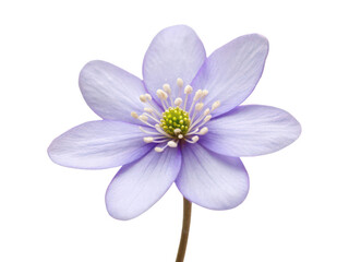 Obraz premium hepatica flower png early spring bloom png woodland flower png blue hepatica plant png ornamental wildflower png delicate garden flower png transparent background image