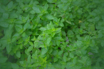 Fresh mint leaves on background.