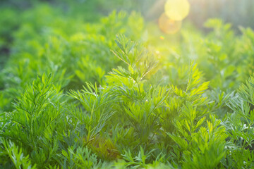 Green carrot leaves in the garden at sunset