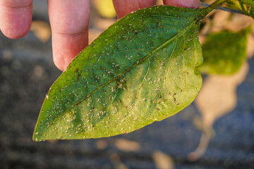 Problem of whitefly effect on leaves and branches of vegetables plants in field inside greenhouses,...