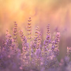 Obraz premium Gorgeous lavender flowers in full bloom displaying their rich color and fragrant aroma in nature