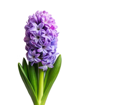 hyacinth png close-up of hyacinth png ornamental garden bloom png colorful flower spike png fragrant bulb plant png vertical flower cluster png transparent background image