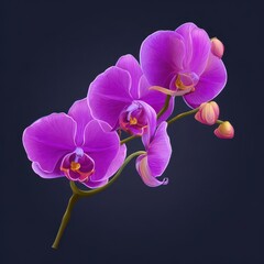 Vibrant magenta orchid blossoms in a detailed illustration.