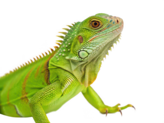 iguana animal png tropical lizard png green iguana close-up png exotic reptile species png herbivorous lizard png wildlife photography png transparent background image