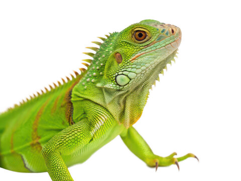 iguana animal png tropical lizard png green iguana close-up png exotic reptile species png herbivorous lizard png wildlife photography png transparent background image
