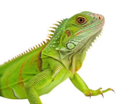 iguana animal png tropical lizard png green iguana close-up png exotic reptile species png herbivorous lizard png wildlife photography png transparent background image