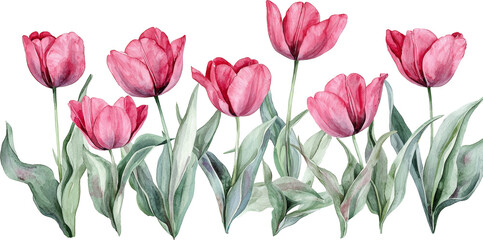 tulip 