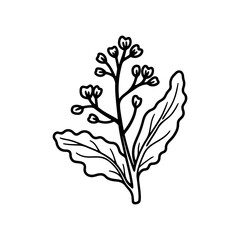 Hand drawn illustration of Mustard Greens, a green leafy vegetable.