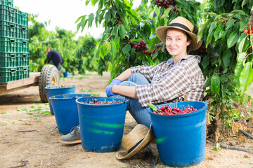 Positive woman harvesting ripe cherry in his orchard on sunny day