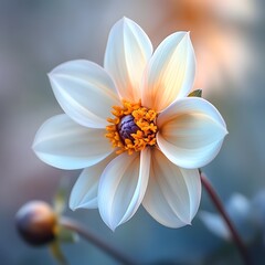 Captivating flower with a softly blurred background creating a dreamy and serene atmosphere