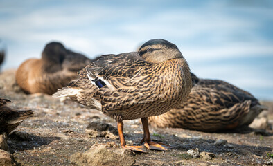 Colorful mallard, anas platyrhynchos, swimming on lake in spring nature. Wild male bird with green head floating on river in autumn. Colorful drake bathing in water.