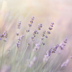 Delightful lavender flowers captured in a close-up view showcasing their rich color and delicate beauty