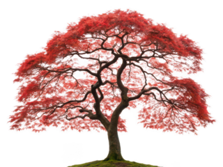 japanese maple tree png Acer palmatum png red leaf ornamental tree png delicate foliage plant png autumn color tree png landscaping bonsai species png transparent background image