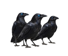 Obraz premium Three black ravens with glowing blue eyes in mysterious setting on a transparent background, cut out