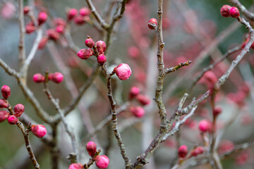 紅梅のつぼみが膨らむ初春の枝先