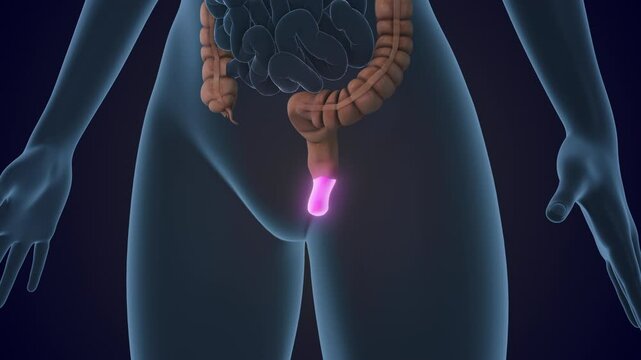 The Anal Canal is a section of the large intestine