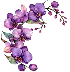 orchid 