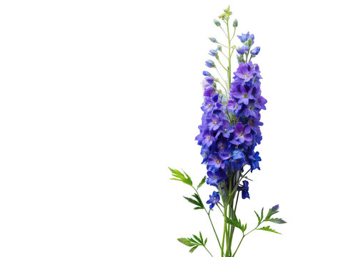larkspur png tall purple flower spike png delicate garden bloom png perennial Delphinium flower png cottage garden plant png ornamental flowering stalk png transparent background image