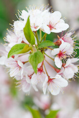Pink and white apple blossom flowers on tree in springtime
