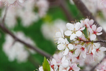 Pink and white apple blossom flowers on tree in springtime