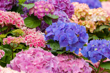 色とりどりの紫陽花が咲き誇る庭