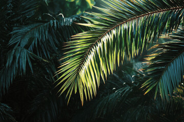 A leafy green palm tree with a leafy green stem. The leaf is very large and is the main focus of the image