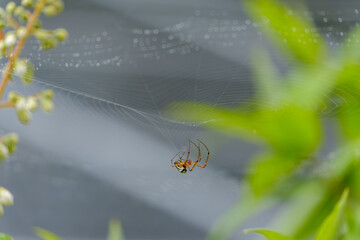 蜘蛛の巣にぶら下がる蜘蛛