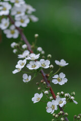 Close-up of a blooming white spirea branch with small flowers in a spring garden. Blurred green background adds depth  to the natural scene.