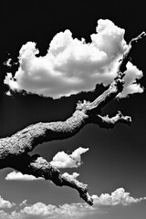Reaching for clouds, stark black and white
