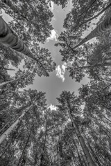 Looking up at tall trees in a forest.  Dense canopy