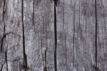 old wood texture background
