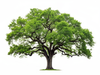 live oak tree white background majestic large oak tree sprawling branches deep green leaves southern US iconic hardwood tree natural landscape transparent background