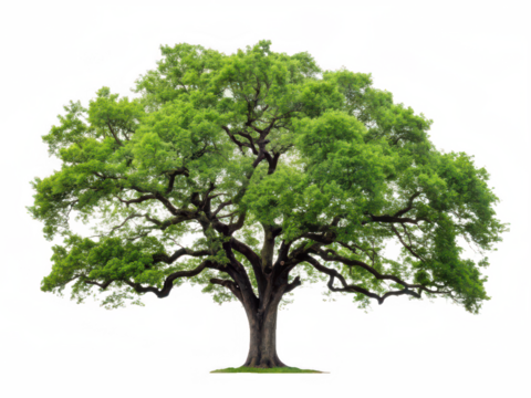 live oak tree white background majestic large oak tree sprawling branches deep green leaves southern US iconic hardwood tree natural landscape transparent background