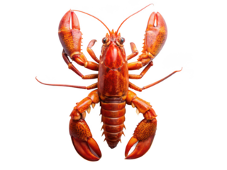 lobster white background cooked red lobster crustacean seafood fresh shell marine animal culinary delicacy detailed close-up isolated transparent background