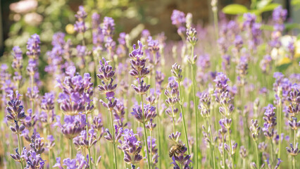 A close-up of a lavender field