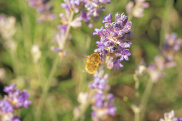 A Bee Fly hovers over lavender