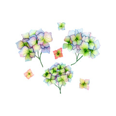 Realistic Watercolor Illustration of Hydrangea Flowers